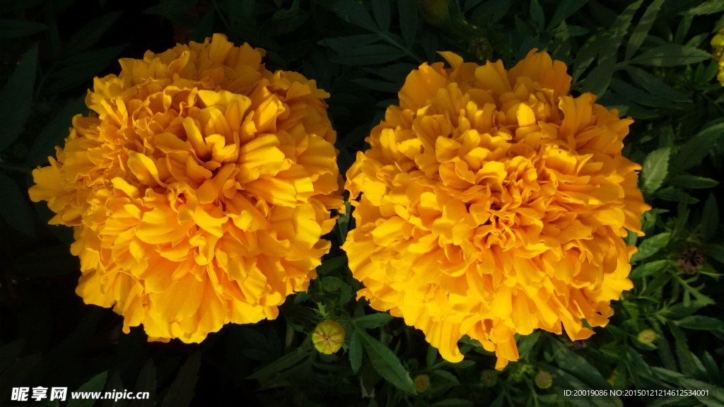 黄色菊花