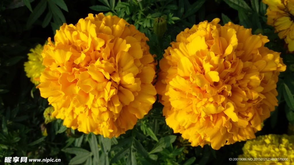 黄色菊花