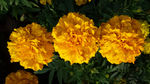 黄色菊花