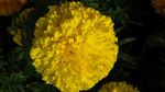 黄色菊花