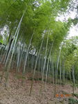 竹林图片