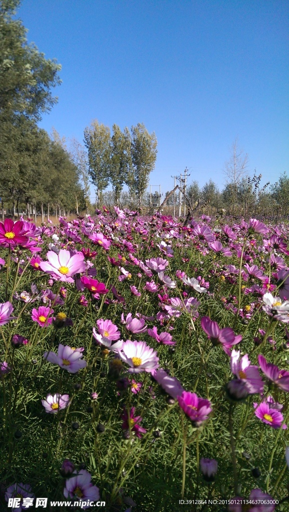 格桑花