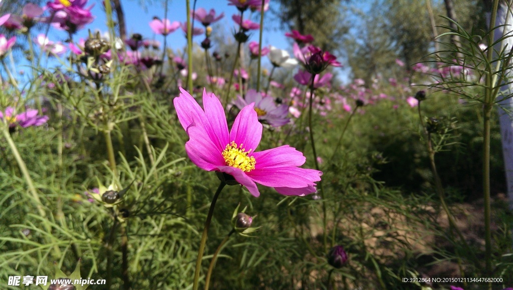 格桑花