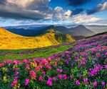 杜鹃花