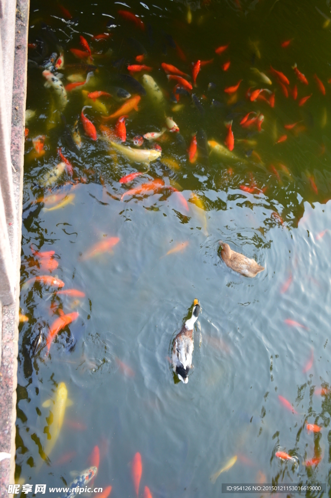 鸭子戏锦鲤