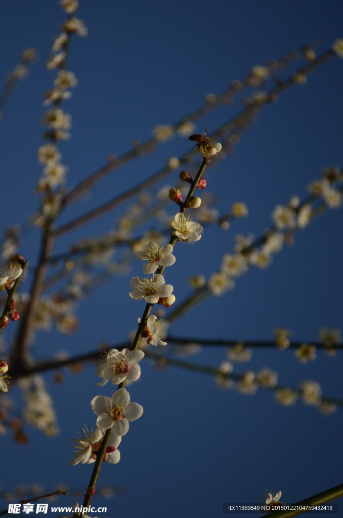 梅花