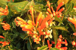 炮仗花