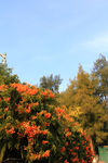 炮仗花