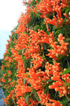 炮仗花