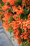 炮仗花