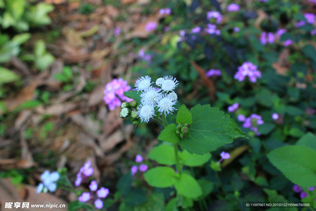 白花