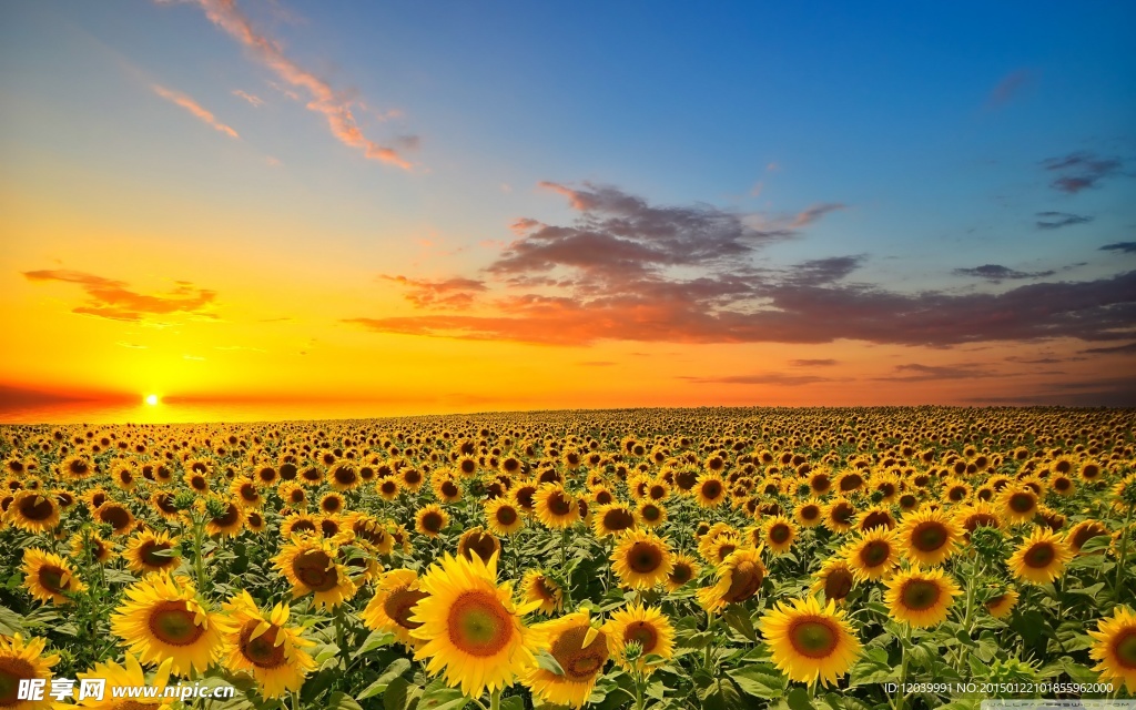 向日葵花海