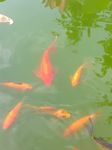 鲤鱼