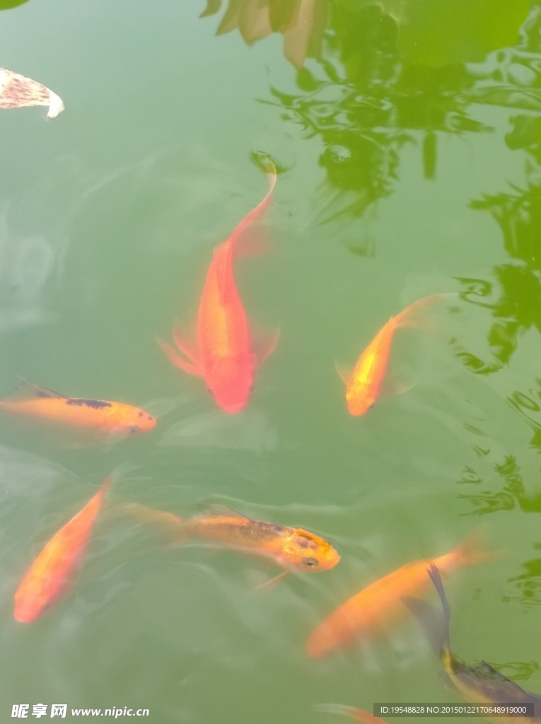 鲤鱼