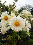 菊花 白菊花