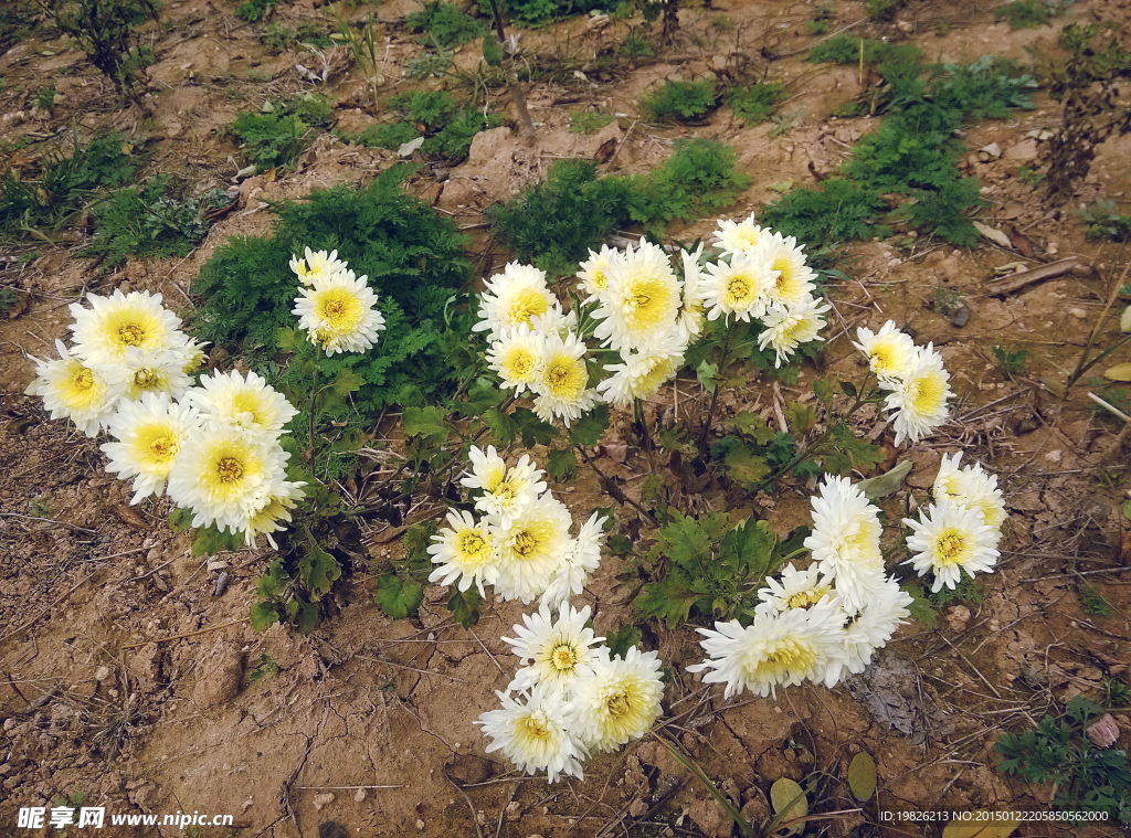 菊花