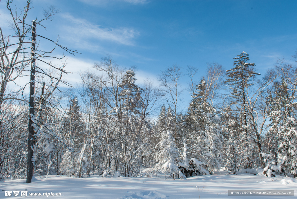 冬季森林雪景