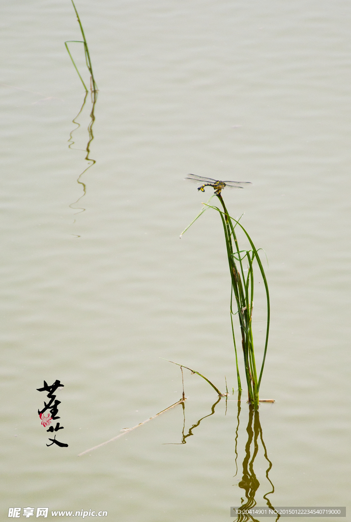 水面上的蜻蜓