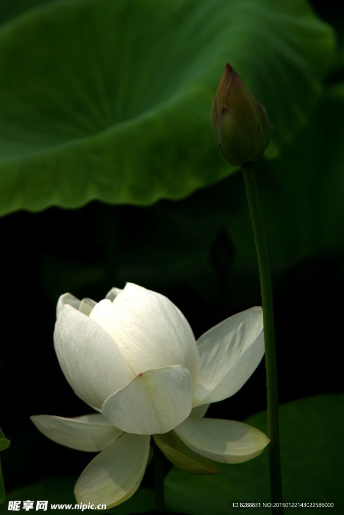 荷花