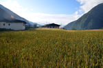 麦田