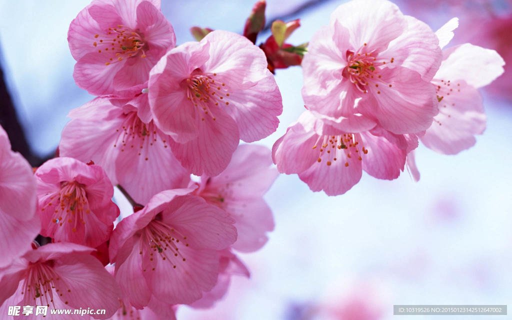 樱花