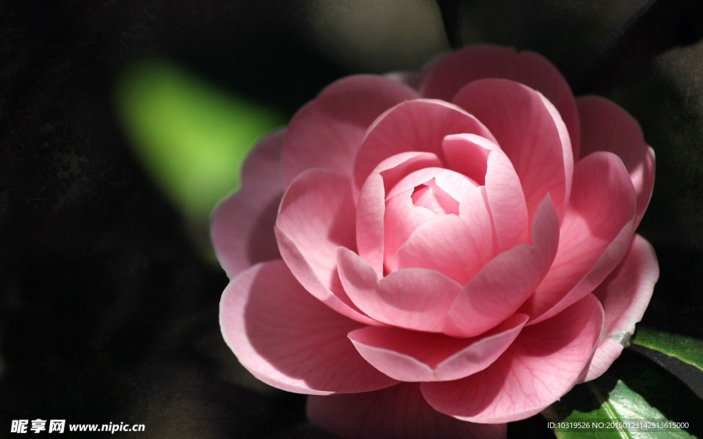 山茶花