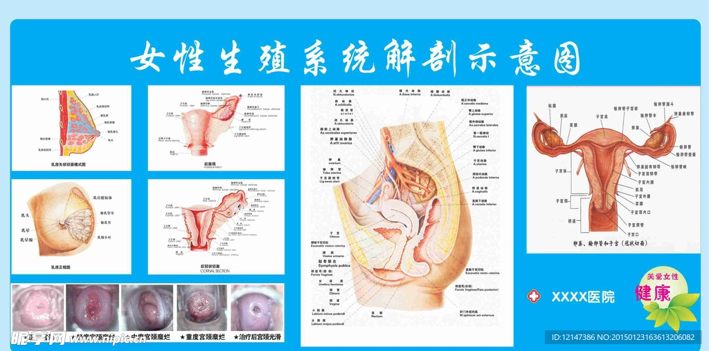 女性生殖解剖图