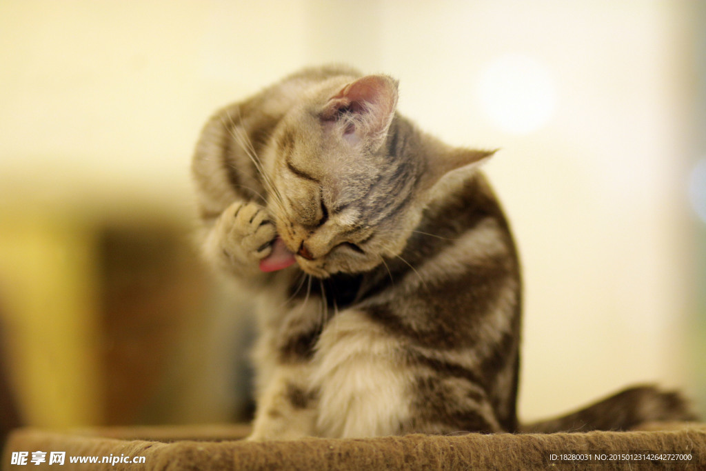 小猫