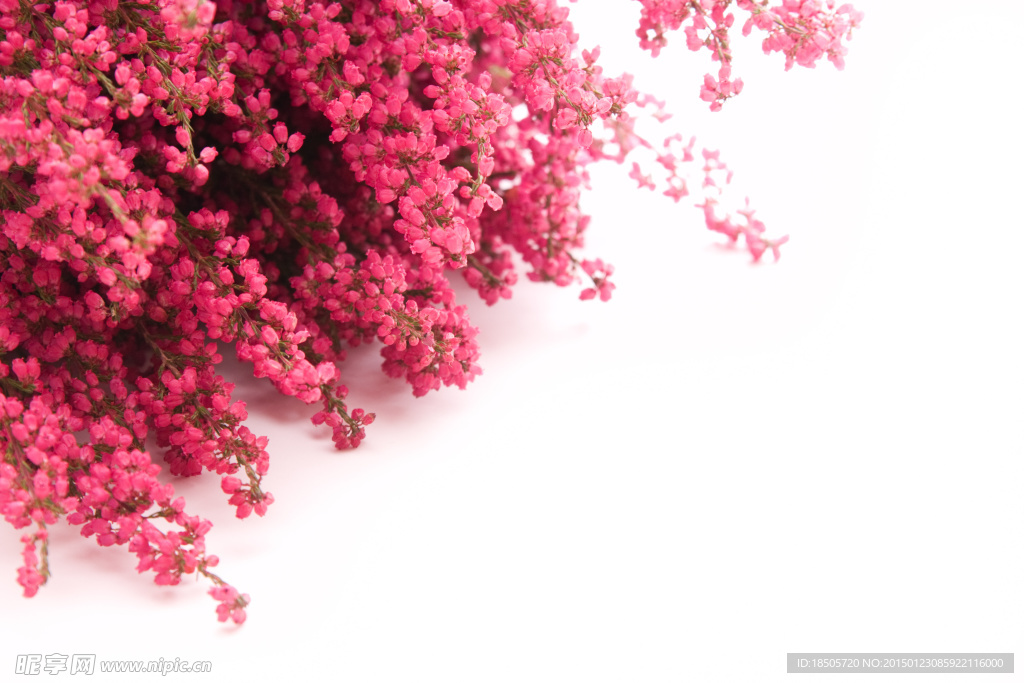 漂亮的粉红色花卉