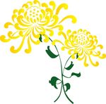 菊花