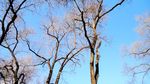 太阳岛风光