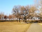 太阳岛风光