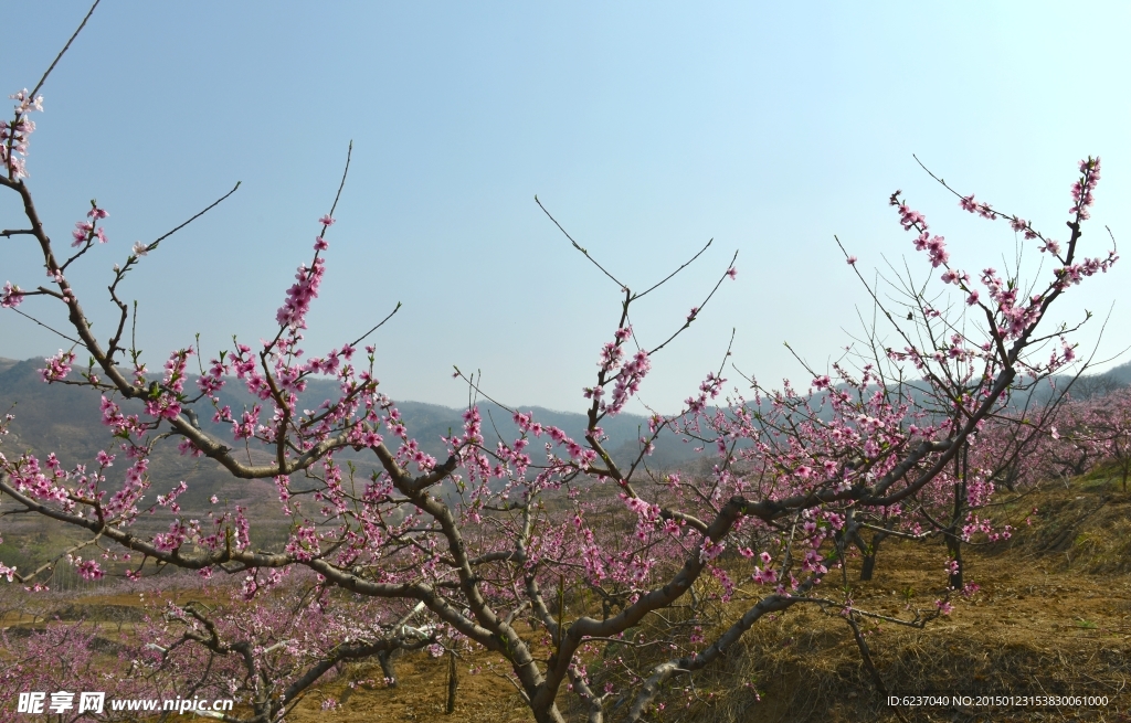 桃花