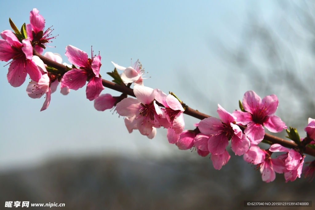 桃花