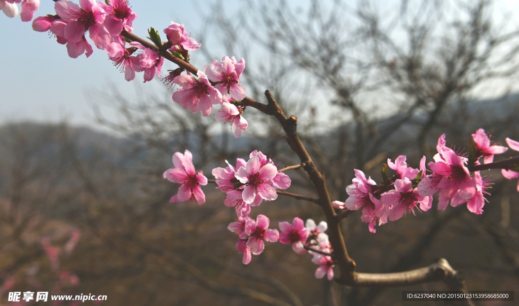 桃花
