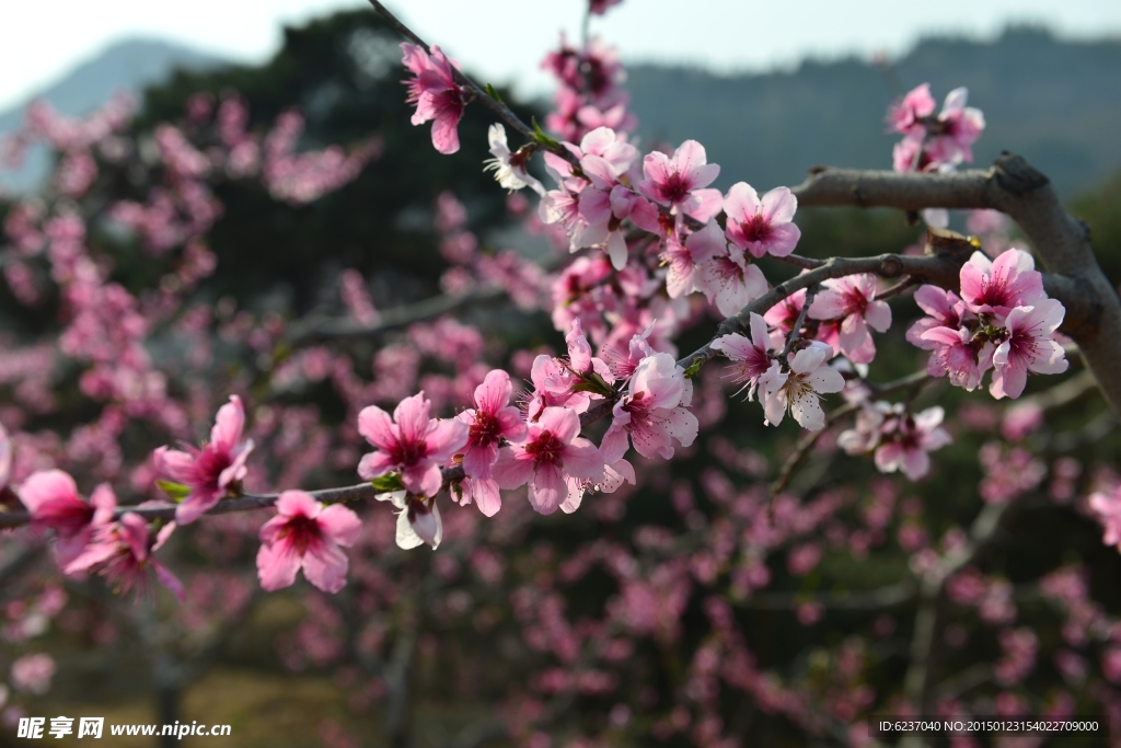 桃花