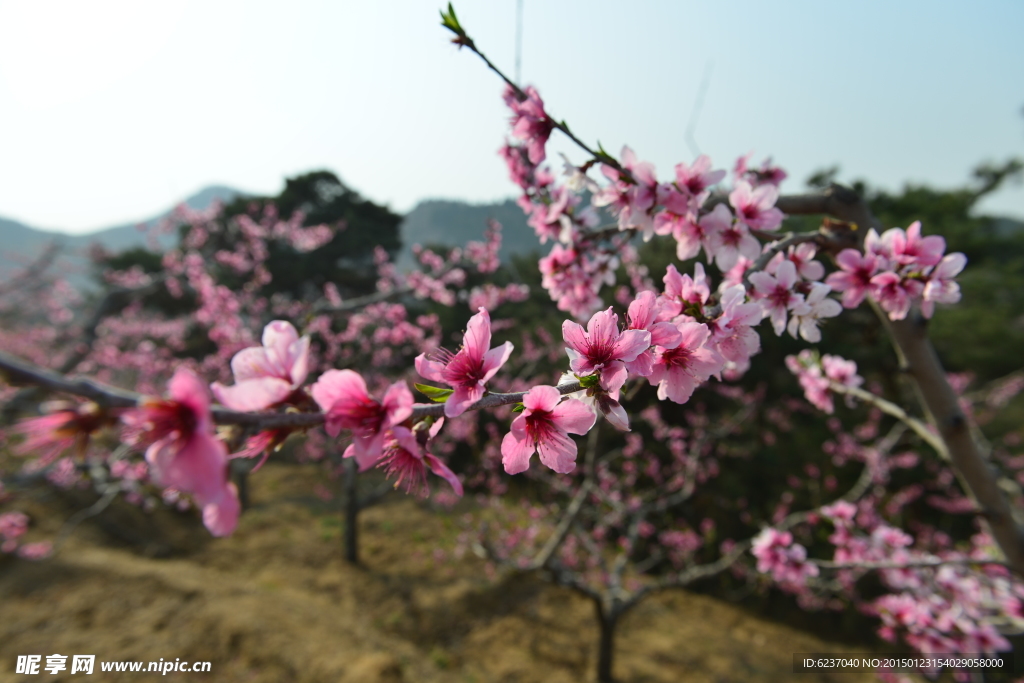 桃花