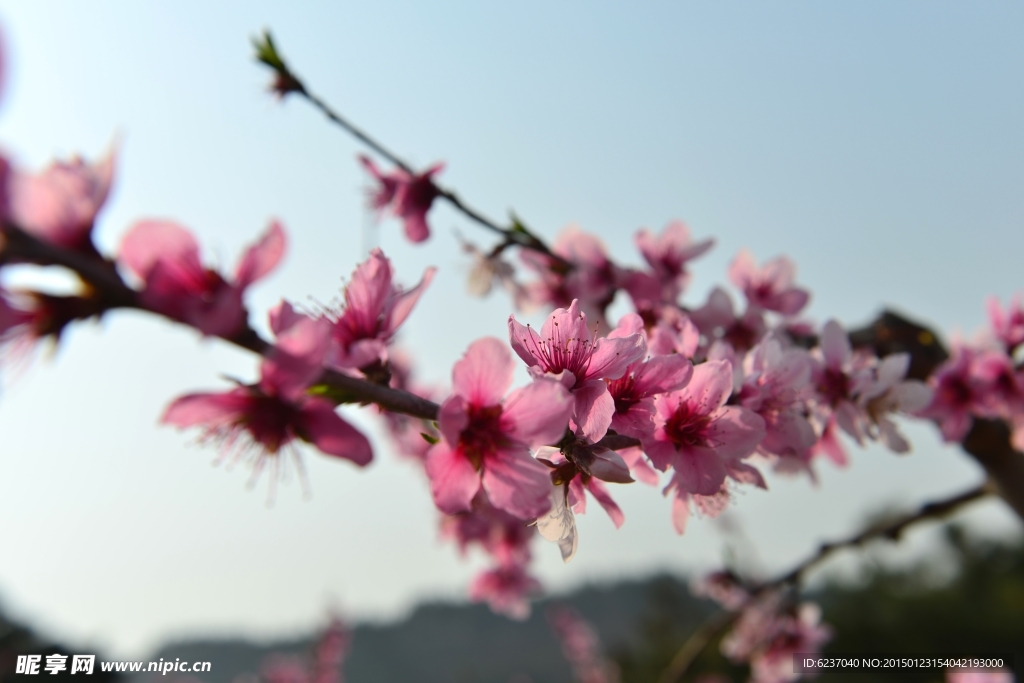 桃花