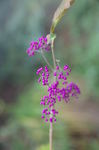 紫珠草