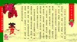 五味子简介