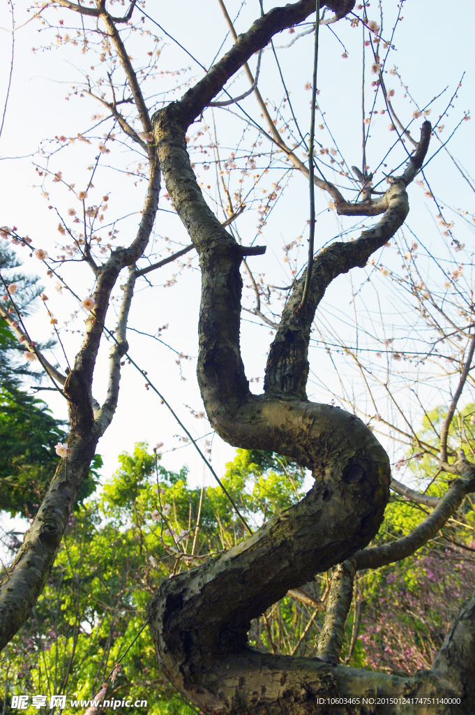 铁骨梅花 龙骨黄梅