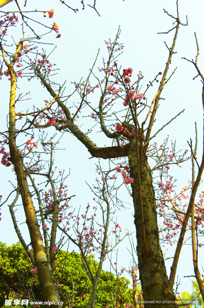 山岚铁骨梅花