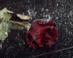 雨打玫瑰