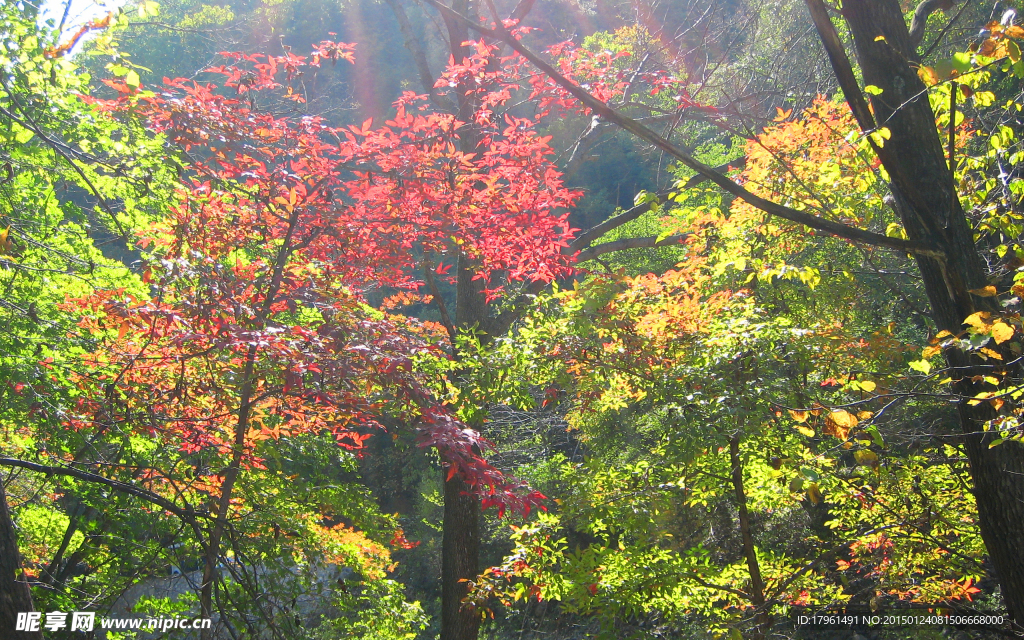 关门山红叶