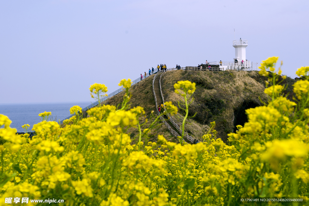 济州岛花海