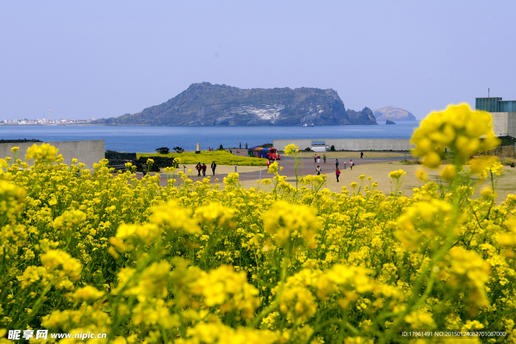 济州岛花海