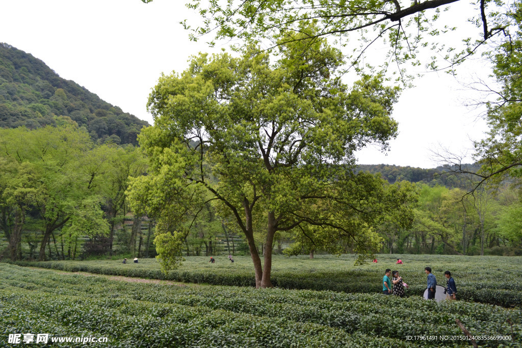 龙井村