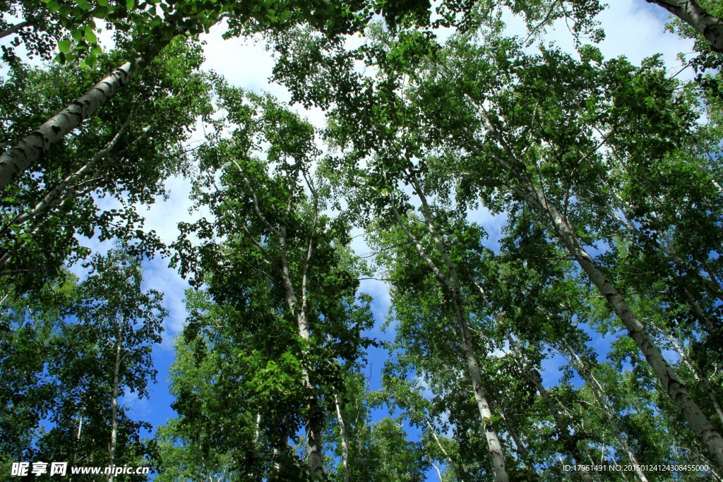 呼伦贝尔树林