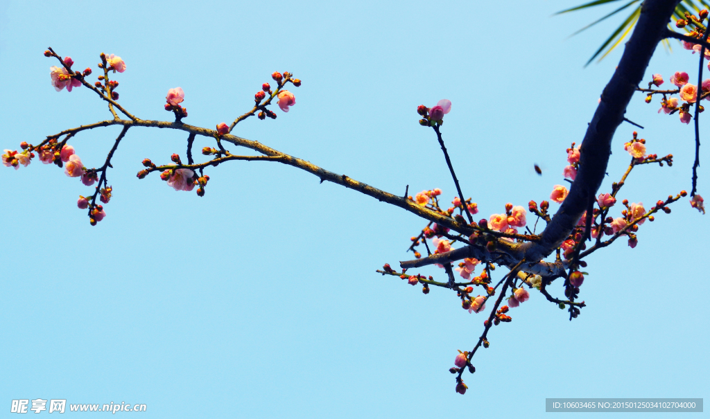 梅花报春