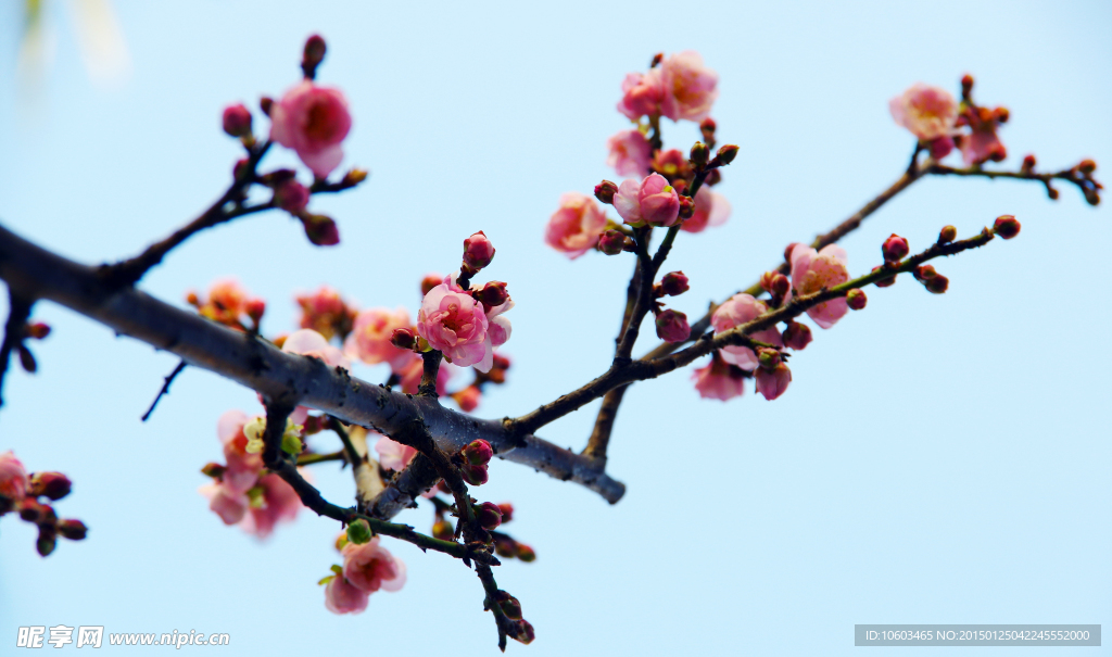 梅花报春